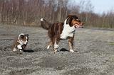 BERGER AUSTRALIEN - ADULT & PUPPY 035